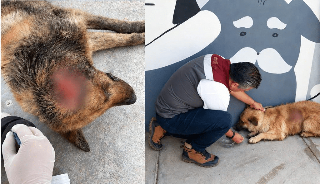 Alertan en Zacatecas por casos de gusano barrenador en perros; suman 10 1 image