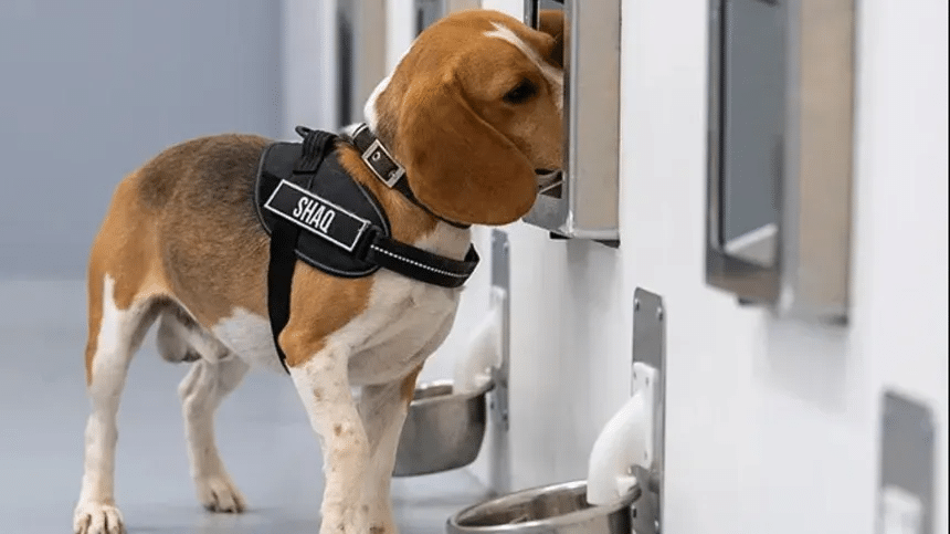 Combinan olfato canino e inteligencia artificial para detectar cáncer en India 1 image