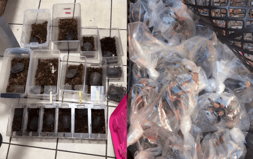 Profepa asegura 75 tarántulas y 20 tortugas que eran transportadas en un autobús en Chihuahua 1 image