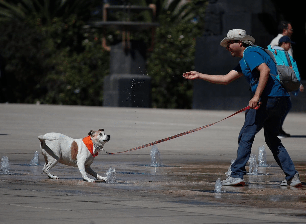 En humanos y perros pueden surgir formas similares de responder al habla 1 image