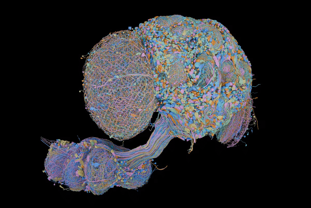 La mosca revela cómo funciona su cerebro 1 image