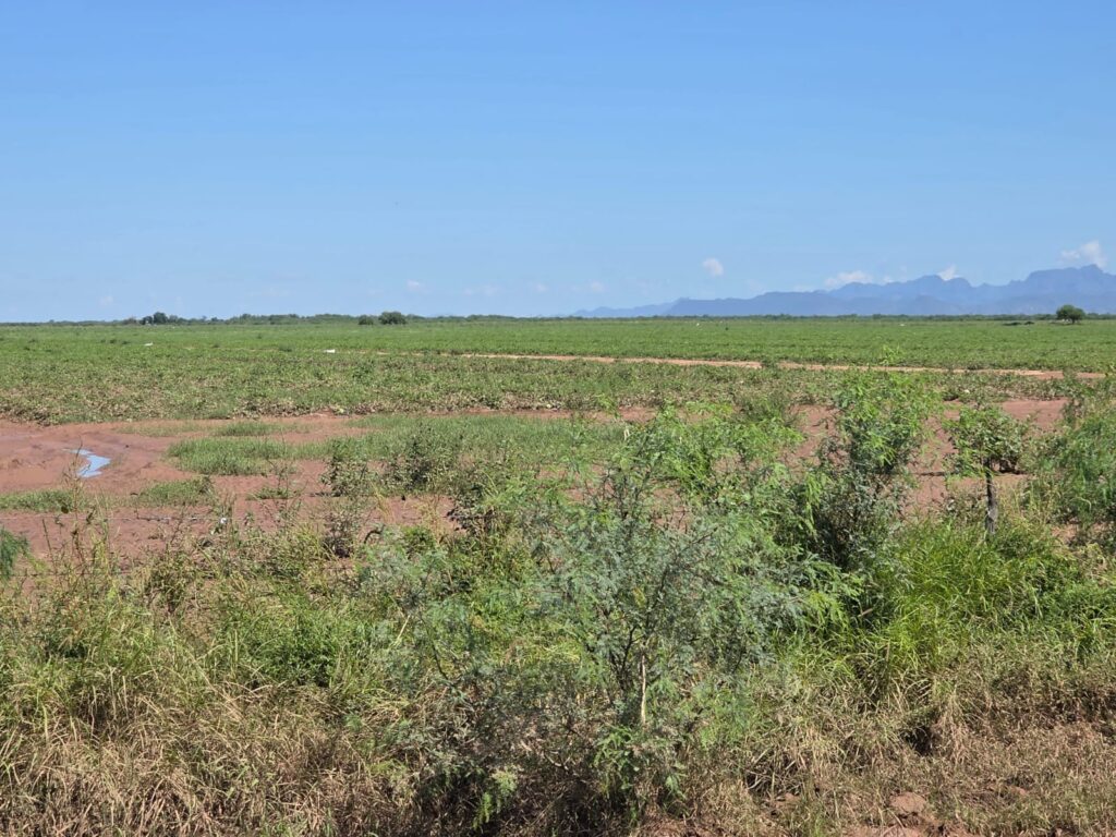 En riesgo empleos en el campo regional 1 156