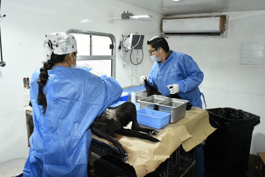 Hermosillo ofrecerá esterilizaciones gratuitas para perros y gatos del 13 al 17 de octubre