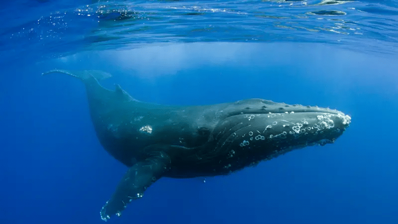 El revelador descubrimiento del canto de las ballenas 1 image