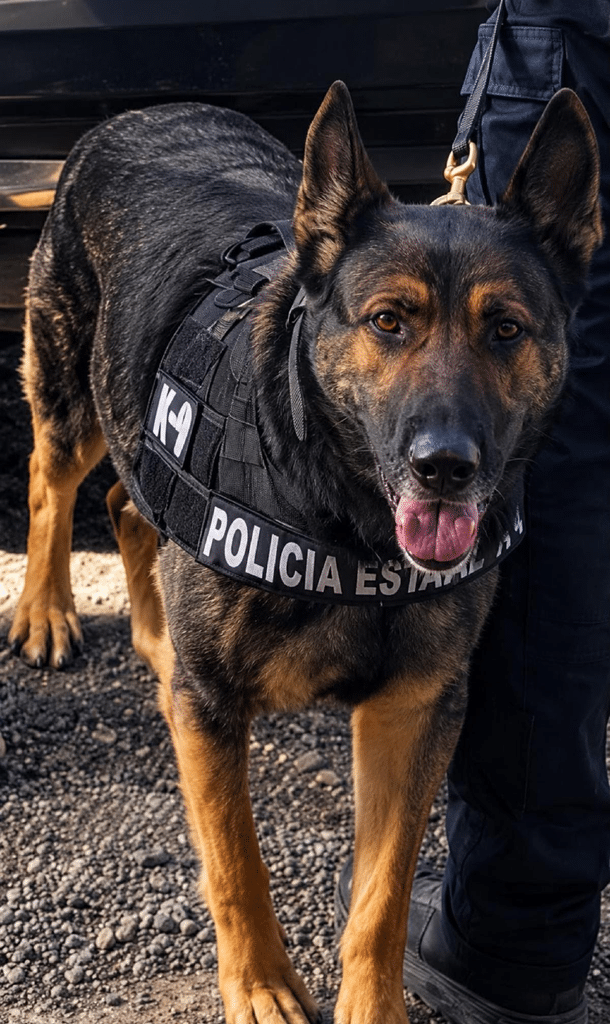 Trabajo operativo de la Unidad K9 de la PESP arroja resultados positivos en Hermosillo 2 image