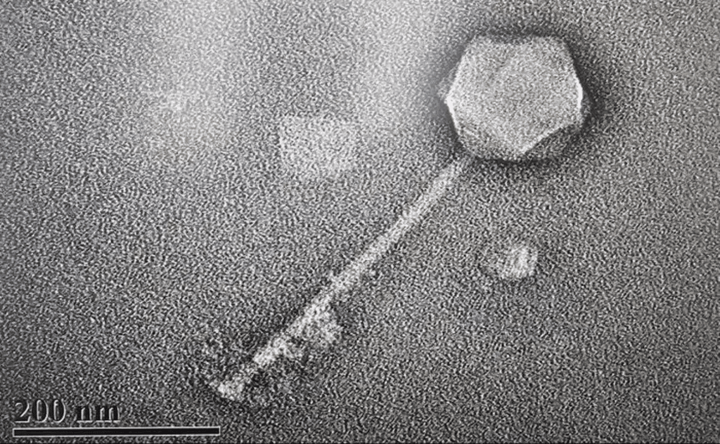 Laboratorio afirma administrar a un humano un virus diseñado con IA 1 image