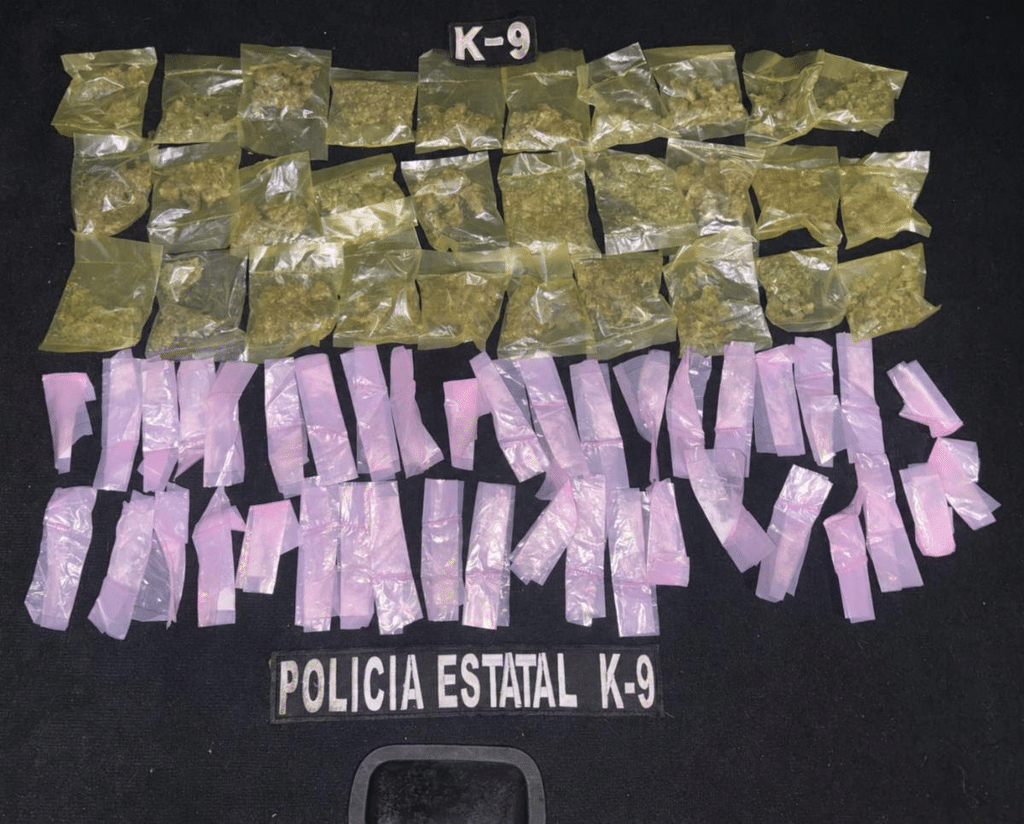 Unidad K9 de la PESP responde a reporte ciudadano y asegura 70 envoltorios de sustancia ilícita 2 image